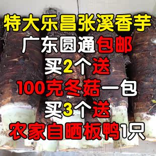  【九地行】特价 乐昌张溪香芋6-7斤 比荔浦芋头巨 广东省圆通包邮