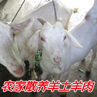  特价苏北农家散养新鲜羊肉土羊肉熟羊肉羊排羊肚羊腰羊肝羊肠羊杂