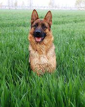 德国牧羊犬 黑背幼犬 假一赔十 纯种幼犬 支持支付宝视频