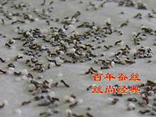 蚕宝宝卵 蚕宝宝饲料配套 小学生科学课配套用品 彩色蚕饲料 蚕卵