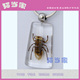 胡蜂透明编钟型琥珀钥匙圈