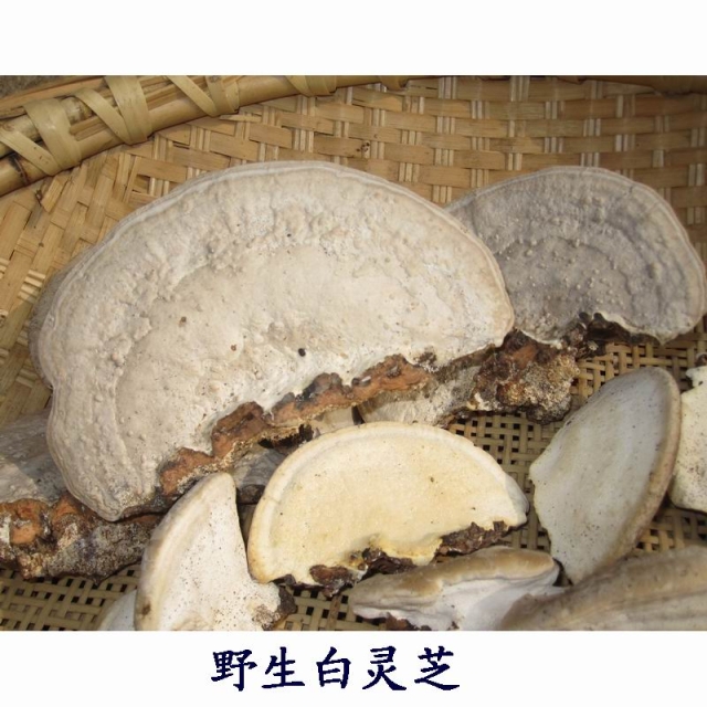 野生灵芝 白灵芝 250克在类目 传统滋补营养品, 灵芝, 整枝灵芝中 - 来自Buy2taobao.com提供专业的淘宝代购服务