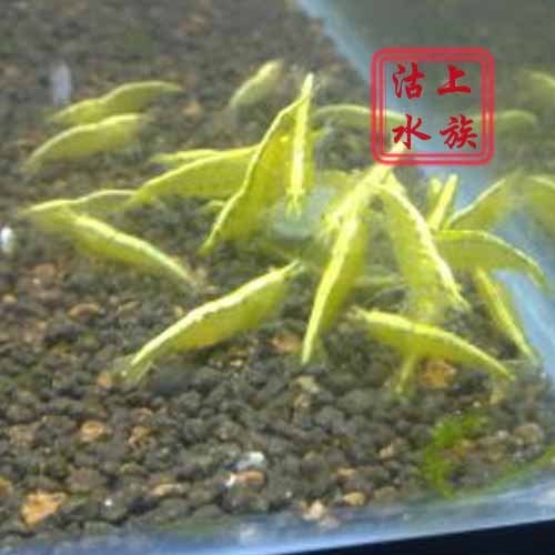 『沽上水族』觀賞蝦 金背黃金米蝦 可在類目 寵物/寵物食品及用品, 水族世界, 蝦中 - 來自Buy2taobao.com提供專業的淘寶代購服務