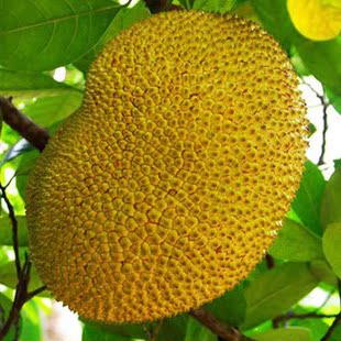  热卖版纳特产菠萝蜜 新鲜水果香甜开胃产地直销5公斤包邮水果皇后