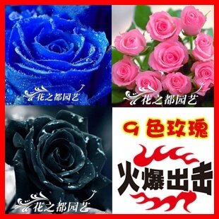 新品 玫瑰花苗『蓝梦』盆栽花卉 2年玫瑰苗 玫瑰花苗包成活玫瑰花