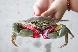  鲜活海鲜  海产品  三门青蟹  蟹   青蟹  膏蟹  水产品   礼盒