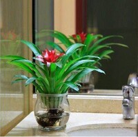 年花水培红星凤梨花 鸿运当头 黄金果花卉盆栽