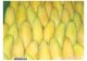 芒果每斤3.8元 算上运费还是低