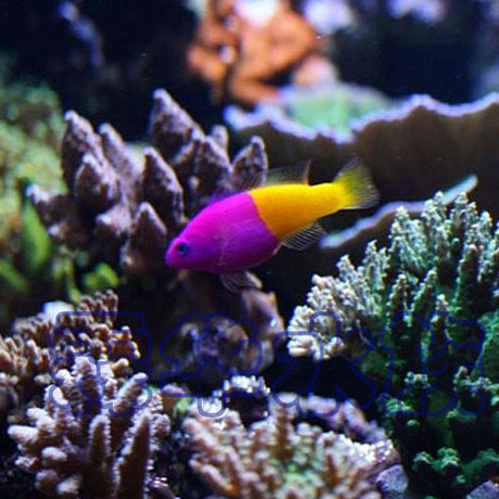 海水生物,海水鱼,珊瑚-印尼双色草莓-淘宝网