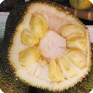  泰国进口菠萝蜜/出肉最多/台湾新鲜水果/进口水果/7.5元一斤