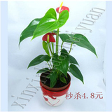 水培植物/净化空气/高档盆栽花卉/粉掌/红掌/鸿运当头带花15元