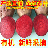 有机甜菜根 蔬菜新鲜红菜头紫菜头 全红多汁 2012最新生长 批发价