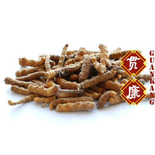  贯康  青海玉树 新虫草批发 冬虫夏草 小号断草