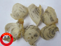 阿丰参茸~特级燕窝-头期泰国极品少毛洞燕~洞白燕盏 超级品质