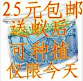 蚂蚁工坊 正品大号/蚂蚁屋/送蚁后群种子/特价包邮/小朋友