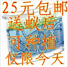 蚂蚁工坊 正品大号/蚂蚁屋/送蚁后群种子/特价包邮/小朋友