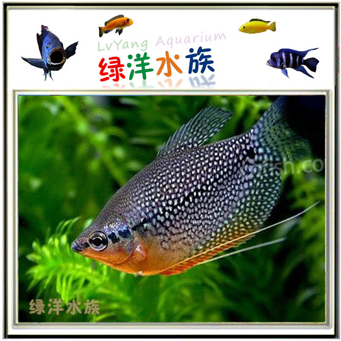 <em>马甲鱼</em>、<em>珍珠马甲鱼</em>、新手入门级、<em>好养</em>易活、