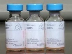 买巴哥幼犬请到/北京宠物/纯种健康质保三年可签协议