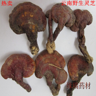  淘金币 正品特价野生灵芝 赤灵芝 红灵芝 免费切片磨粉
