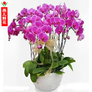 12 Moth orchid Potted plant orchid flower express Shanghai Moth orchid Pudong Xuhui Changning yangpu district Moth orchidin the Flower delivery/Flowers simulation/Plants gardening , Flower delivery(City) category - from Buy2taobao.com to provide professional Taobao agent buy service