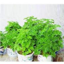 正品香草种子驱蚊草 除虫草 驱蚊草种子 驱虫香草种子自封20粒