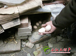  【小红】农家土鸡蛋笨柴鸡蛋五谷杂粮喂养正宗草鸡本鸡蛋宝宝孕妇