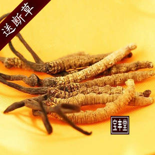  西藏那曲正品冬虫夏草，天然野生那曲虫草，正品保证 货到付款