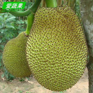  【京黔园】新鲜水果 优质泰国进口菠萝蜜 请拍20斤 北京配送