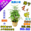 爆亏4.4折红豆杉树苗健康树50-1.2M高易养护红豆杉盆景盆栽植物