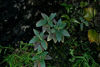 广西 苦苣苔锥序蛛毛苣苔盆栽原生花卉 稀有种办公桌花卉 喜阴