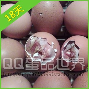  冲四钻鸡胚宝 活珠子 健康营养鸡胚 旺鸡蛋活喜蛋/毛蛋18天凤凰蛋