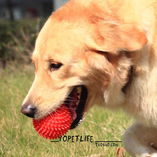 出口中大型犬宠物玩具球 狗狗球 巡回球 刺球 洁牙球 耐咬球