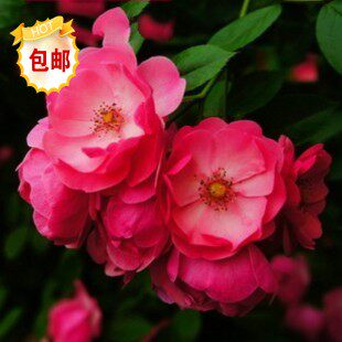 【】出售无刺蔷薇-多花蔷薇花苗，花期280天