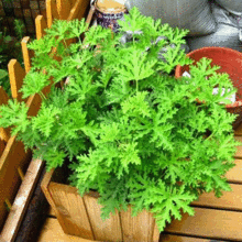 驱蚊草 盆栽-夏天驱蚊的好帮手