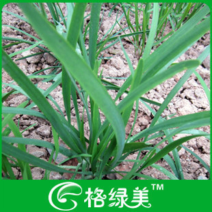 韭菜籽韭菜蔬菜种子阳台种菜盆栽高出芽率精装满38包邮