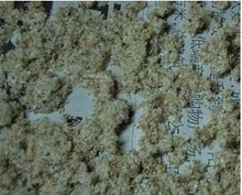 黄粉虫卵、黄粉虫虫卵、面包虫虫卵，免费授养殖技术