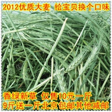 庆双冠 2012香绿大麦500g 代替提摩西草 兔粮草 9斤送1斤北京包邮