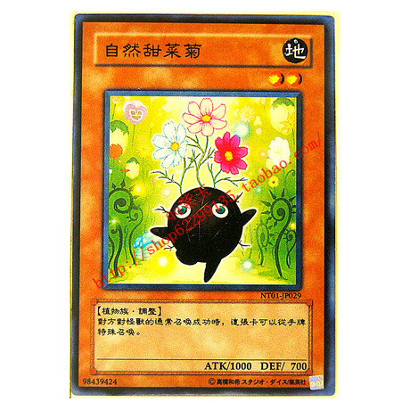 游戏王卡 中文散卡 自然卡组系列 自然甜菜菊