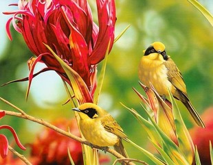 黑枕黄鹂(又名黄鹂、黄莺、黄鸟)鸟叫声MP3欣