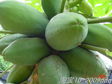 新鲜水果 广西青木瓜 <span class=H>丰胸</span>崔乳极品 江浙沪粤10斤包邮