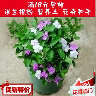 茉莉花苗花卉清香茉莉花白色茉莉 盆栽室内双色茉莉花苗植物 绿植