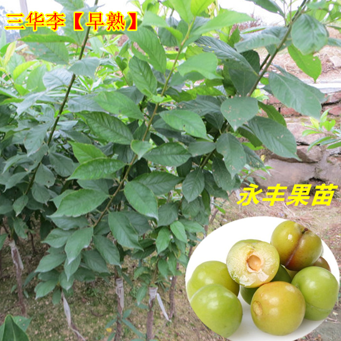 正品包邮 果树苗 早熟三华李苗 李子苗 早熟三月李苗 嫁接矮化在类目 鲜花速递/花卉仿真/绿植园艺, 花园植物/行道树/果树, 果树中 - 来自Buy2taobao.com提供专业的淘宝代购服务