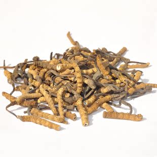  骏华天宝 青海玉树正品冬虫夏草断虫草 虫草断草同仁堂级别 包邮