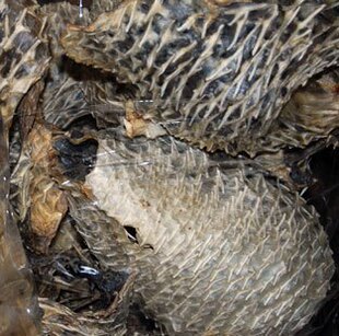 海味干货,湛江海产,龟鱼皮,刺龟皮,防治支气管炎