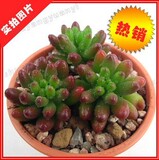 多肉植物小型桌面盆栽***虹之玉**玉米石3元1棵