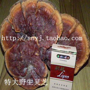  神农架特大野生灵芝 赤芝 单支重量100g以上 安神保肝抗癌 包邮