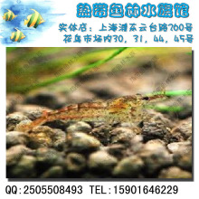 黑壳虾(热带鱼 观赏鱼 批发热带鱼 观赏鱼 小观赏虾宠物虾）