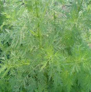 草药青蒿 苦蒿 臭蒿 风火牙痛牙龈肿痛流鼻血口