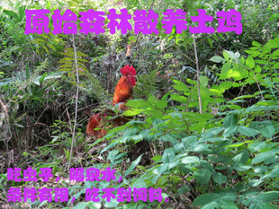  不吃药不打针深山土鸡草鸡柴鸡 老母鸡现杀加冰发货鸡肉 全国发货