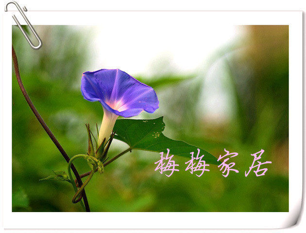 【金皇冠特价】 QQ农场花园 时尚栽培园艺 之牵牛花[FQ21]